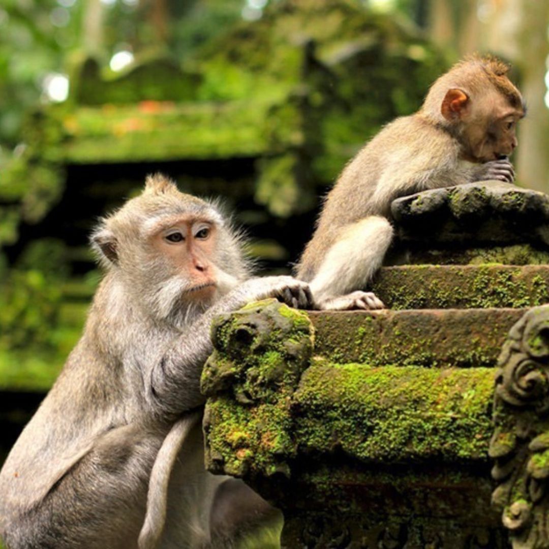 Ubud Monkey Forest